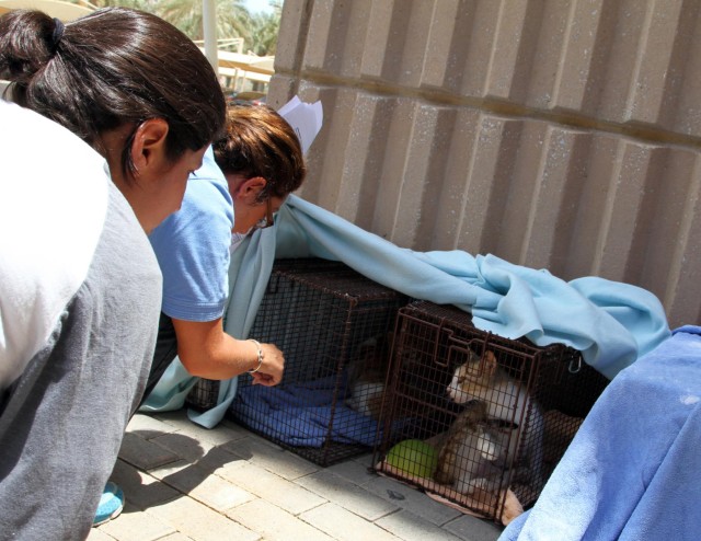 Animal safety, veterinarian, animal spay neuter, animal health, animal protection