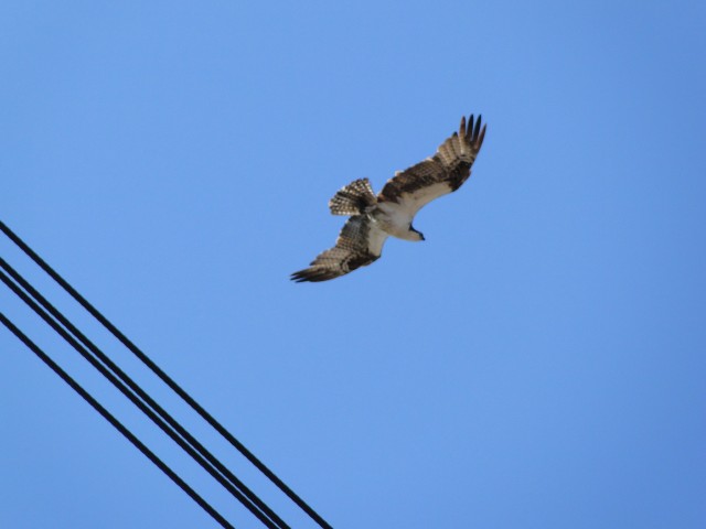 Osprey parent hovers above