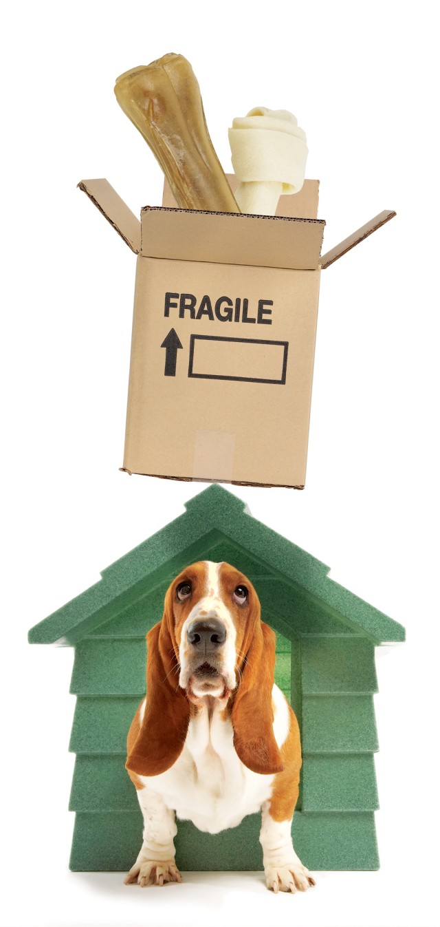 Pets need help with the big move, too!