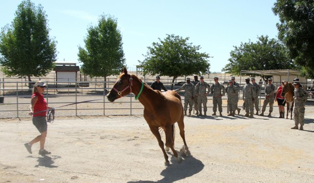 Soldiers learn how to examine a horse