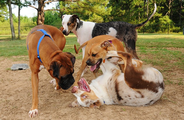 Going to the dogs: Dog park offers 4-legged Family fun