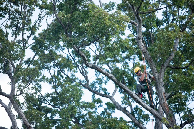 Volunteers, vets help keep ANC beautiful