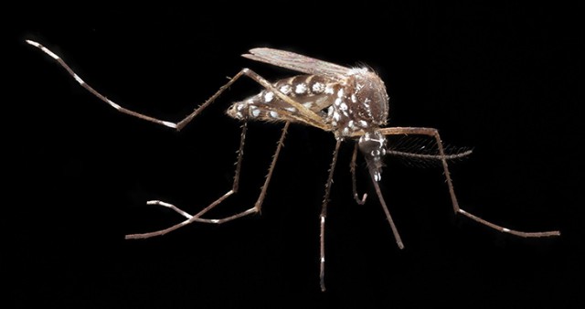 Mosquito