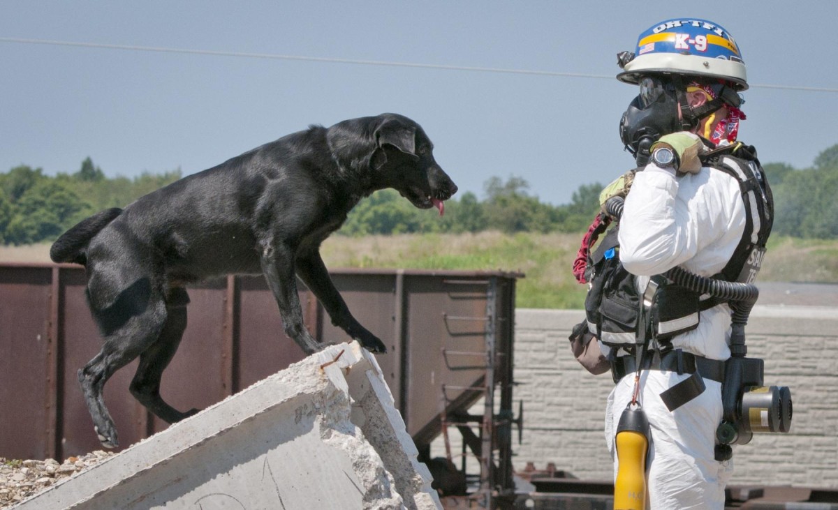 Ohio Task Force 1 Rescue Dogs Conduct Search And Rescue At Vibrant ...