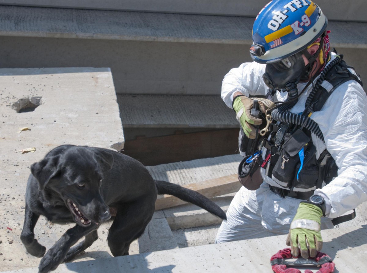 Ohio Task Force 1 Rescue Dogs Conduct Search And Rescue At Vibrant ...