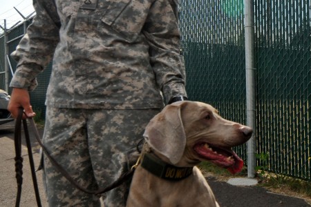 air force dogs for adoption