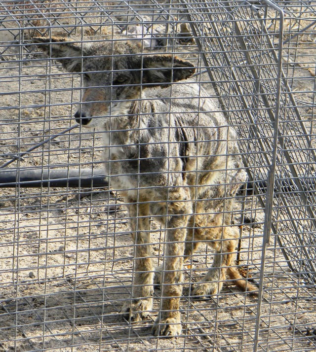 Coyote with mange