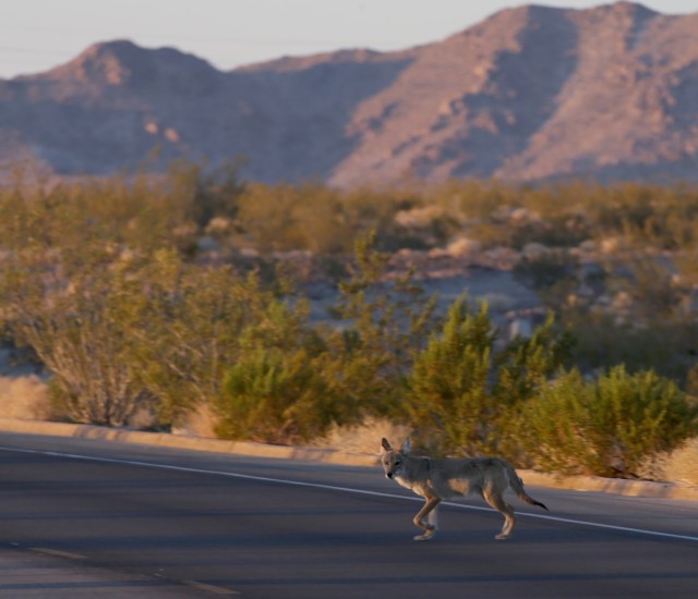 A coyote crosses Outer Loop Road on Fort Irwin at daybreak 