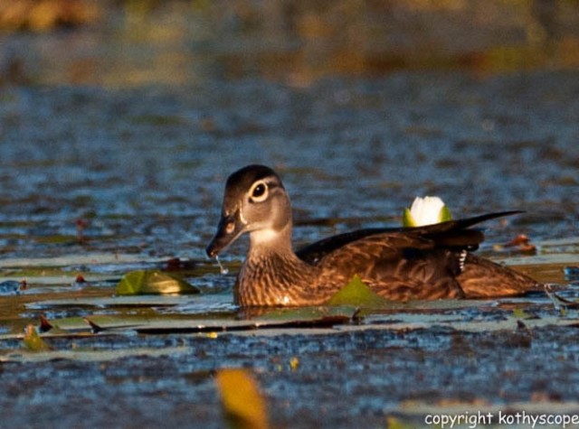 Wood duck paddles in Corps' Wood Duck Pond wetland in Dallas