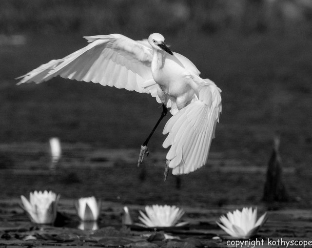 Snowy egret lands at Corps wetlands in Dallas