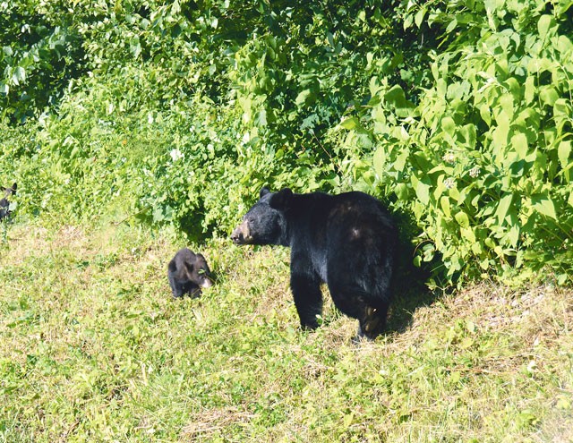 American Black Bear - Shenandoah National Park (U.S. National Park Service)