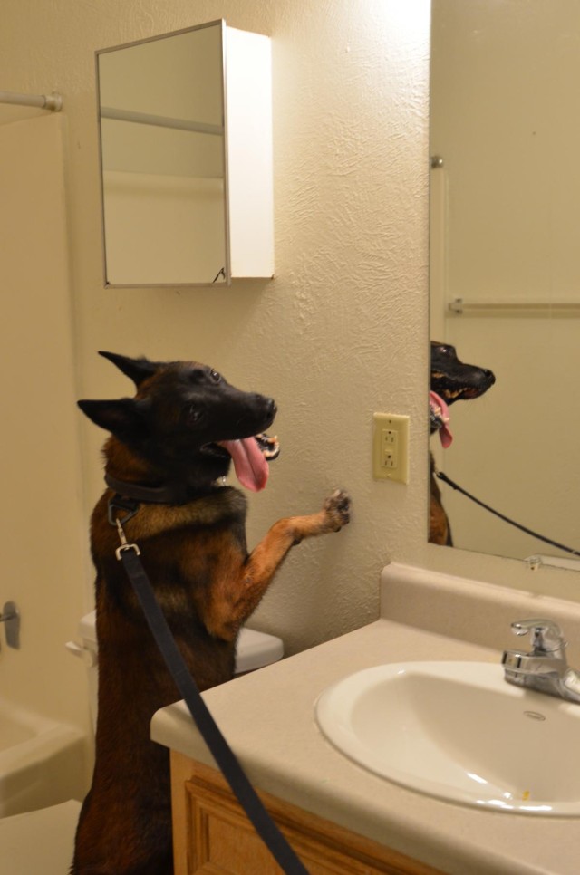 Military Police Dog finds simulated explosives