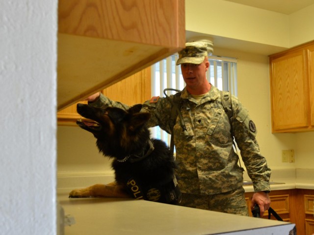 Miltary Police Dog signals to handler about simulated explosives