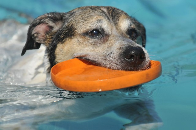 Howling good time had at Fort Myer Doggie Dip