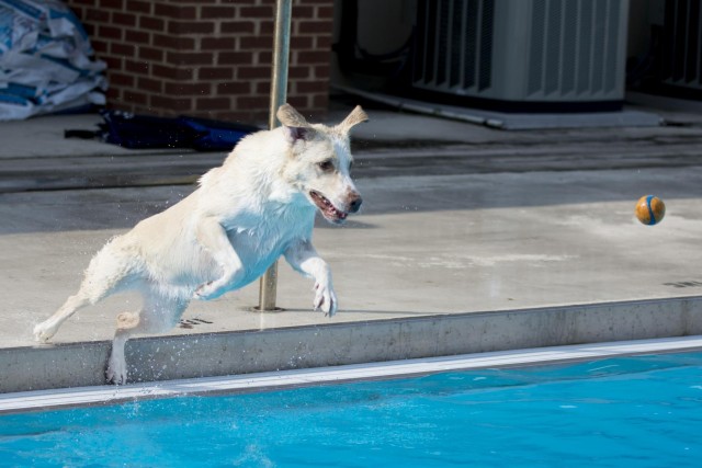 Howling good time had at Fort Myer Doggie Dip