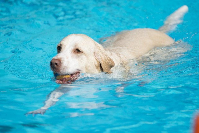 Howling good time had at Fort Myer Doggie Dip