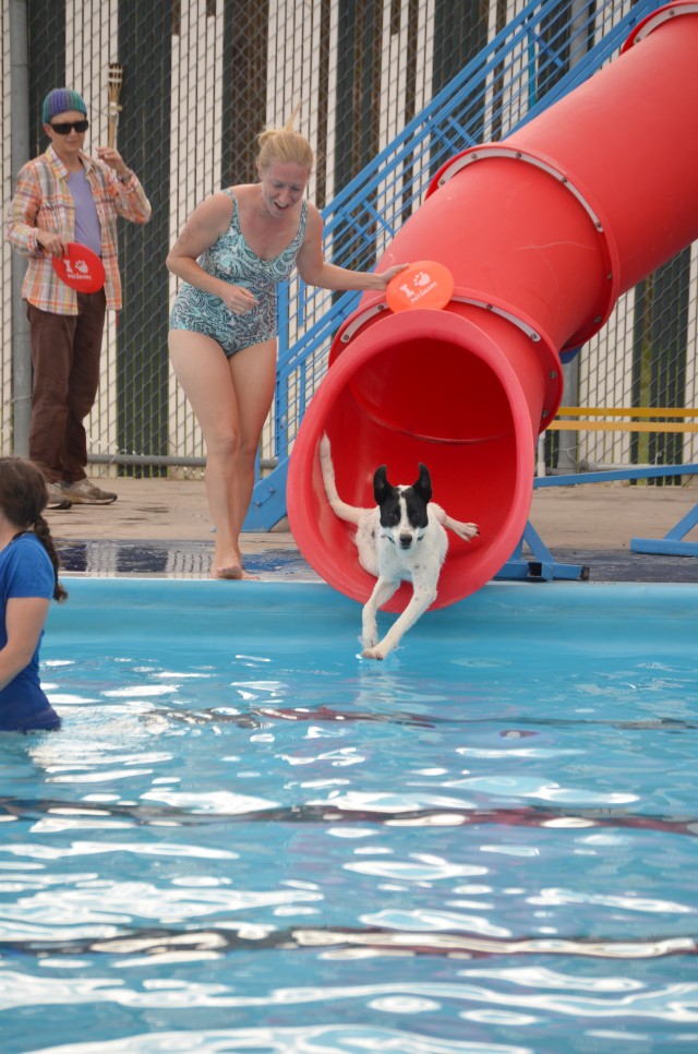 Canines, humans enjoy day at pool