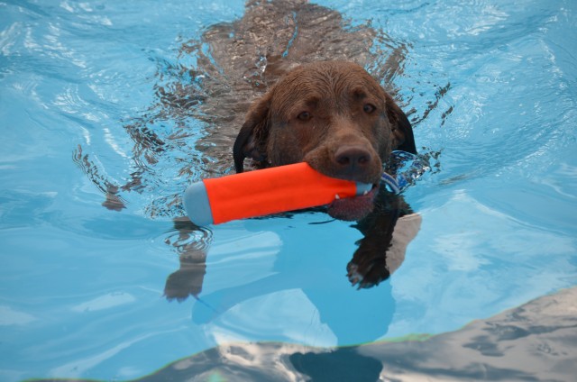 Canines, humans enjoy day at pool