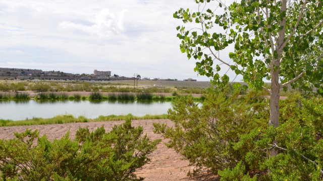 Transforming the Desert into a Wetland