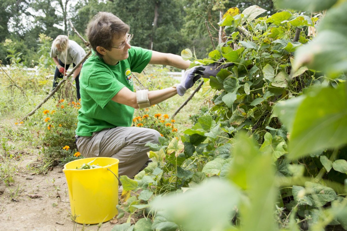 Charity receives bumper crop of aid from Arlington House garden ...