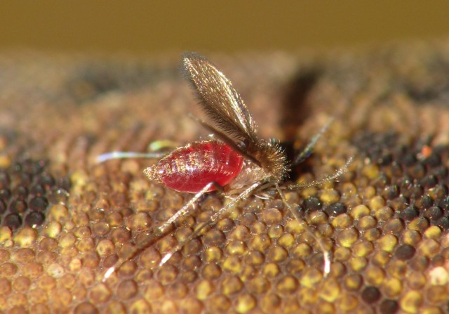 Natick makes sure insect-repellent clothing treatment is at safe and effective levels
