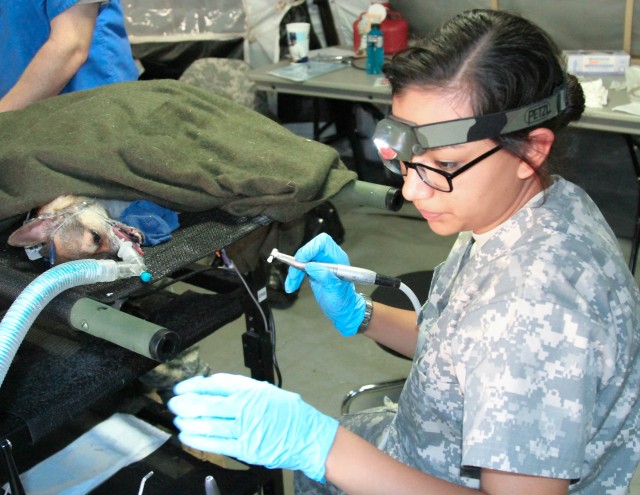 Army Veterinarians' exercise offers free pet care