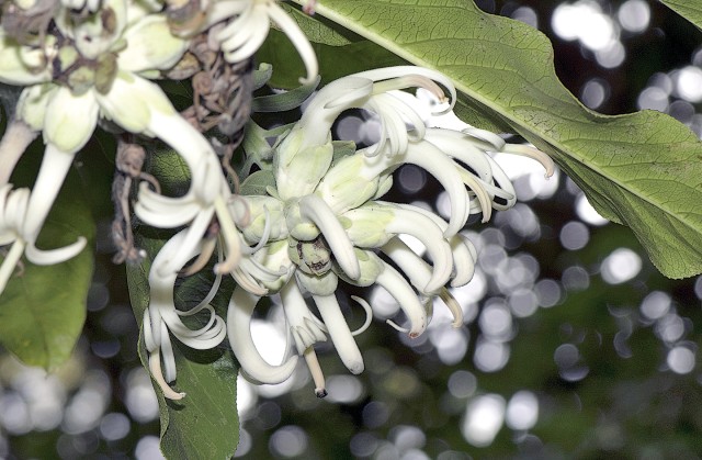 Volunteers help protect Makua endangered plants