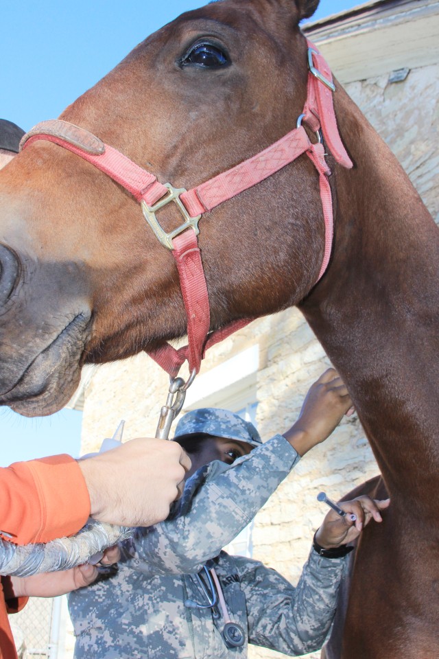 Horse needle