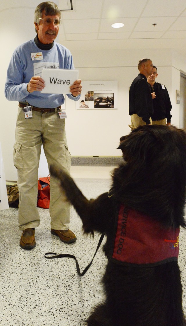 Psychiatric service dogs helping veterans with PTSD