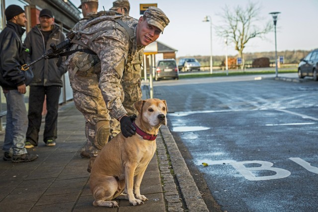 Danish dog, American paratrooper