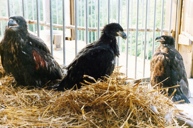 Restoring American Bald Eagle to upper Cumberland region a tall tale