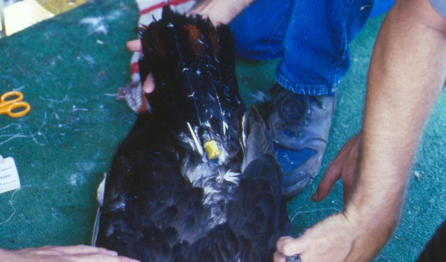 Restoring American Bald Eagle to upper Cumberland region a tall tale