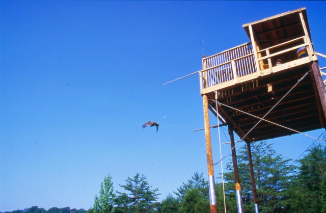 Restoring American Bald Eagle to upper Cumberland region a tall tale