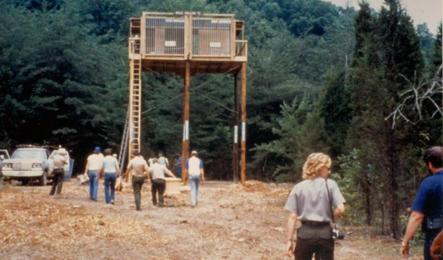 Restoring American Bald Eagle to upper Cumberland region a tall tale