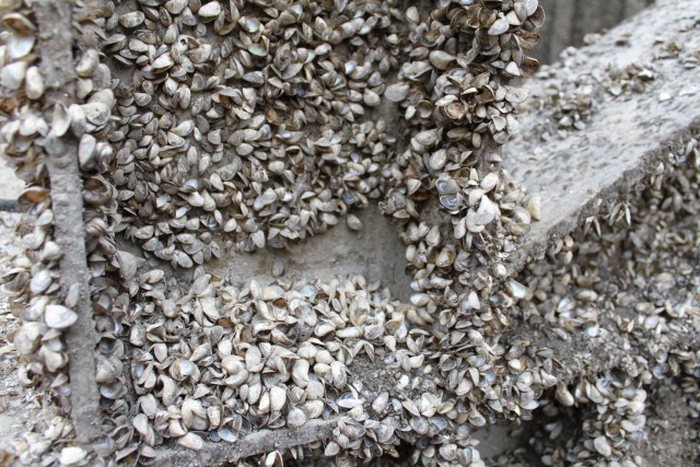 Exposed Zebra Mussels