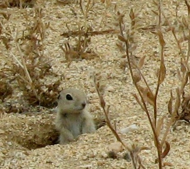 A juvenile Mojave Ground Squirrel in a burrow.