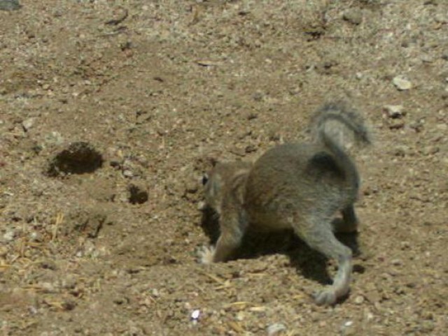 The Mojave ground squirrel in burrow