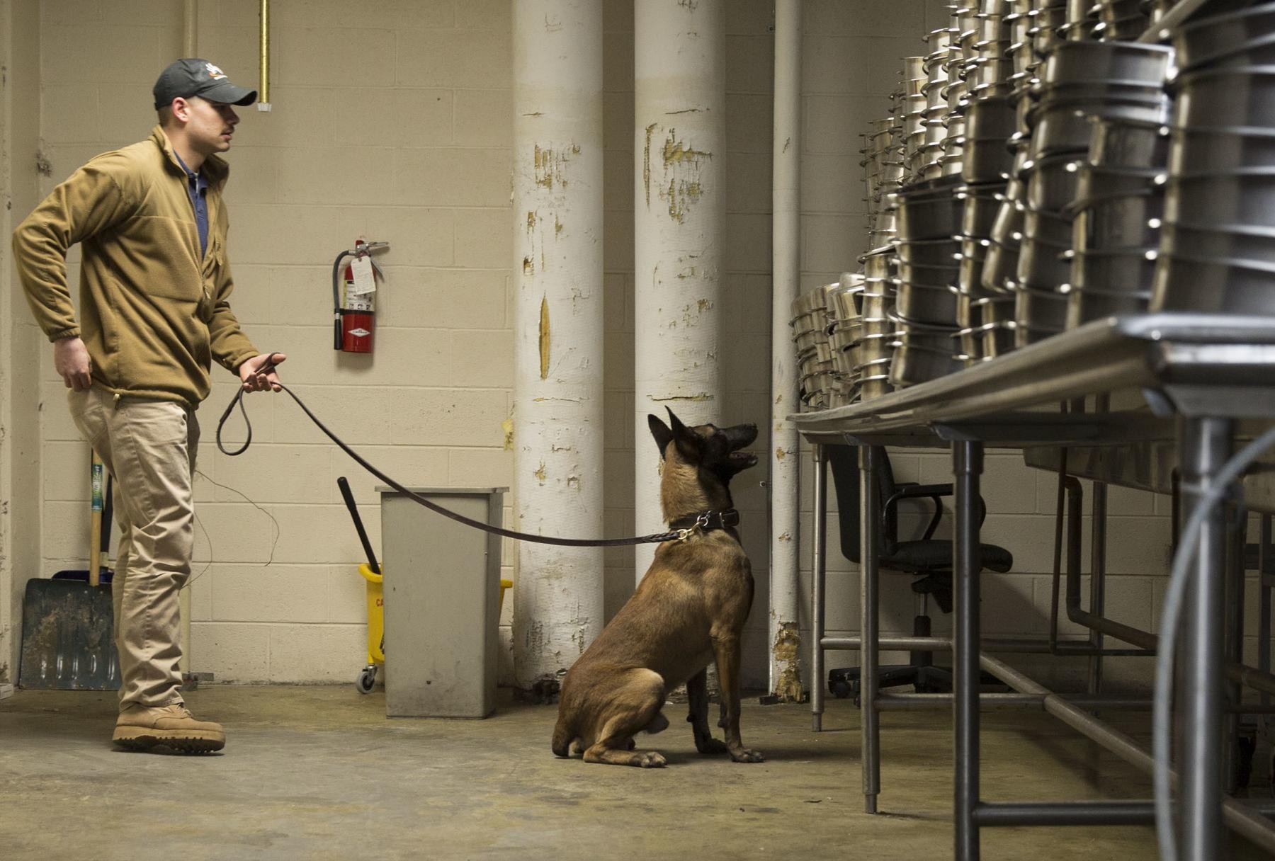 why are dogs used to detect bombs