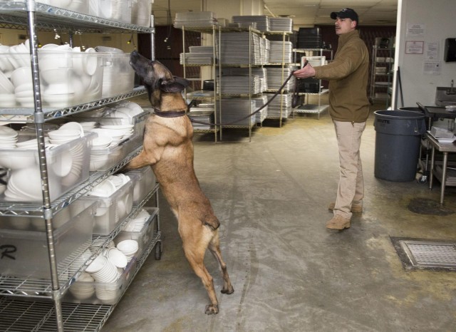 Military working dogs sniff out narcotics, explosives