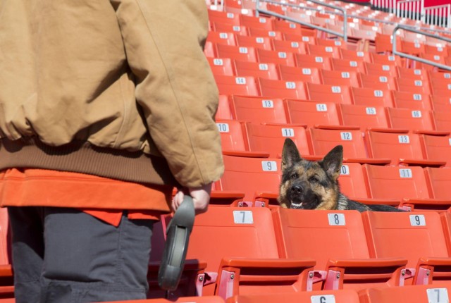 Military working dogs sniff out narcotics, explosives