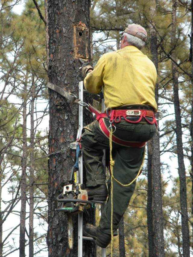 RCW artificial nesting box replacement