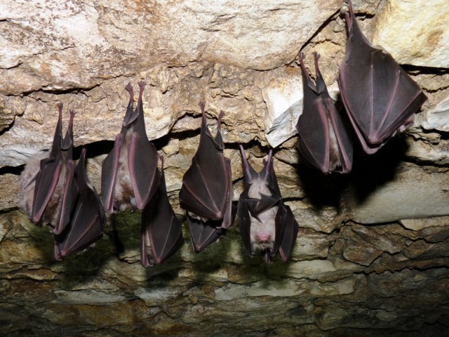 Greater Horseshoe Bat thrives at Hohenfels Training Area