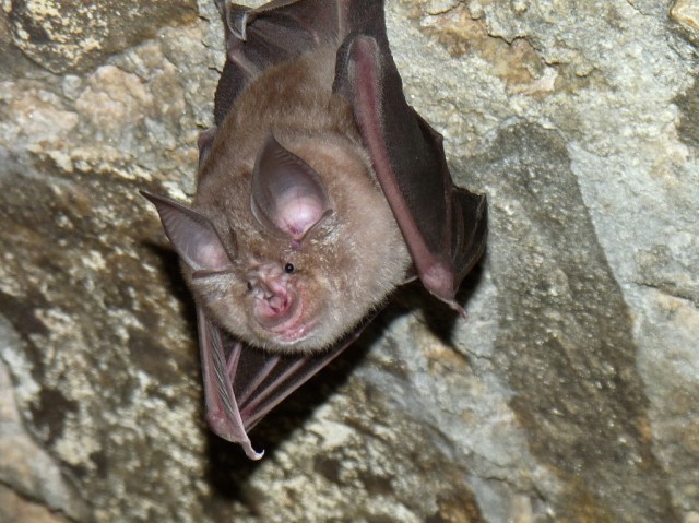Greater Horseshoe Bat thrive at Hohenfels Training Area 