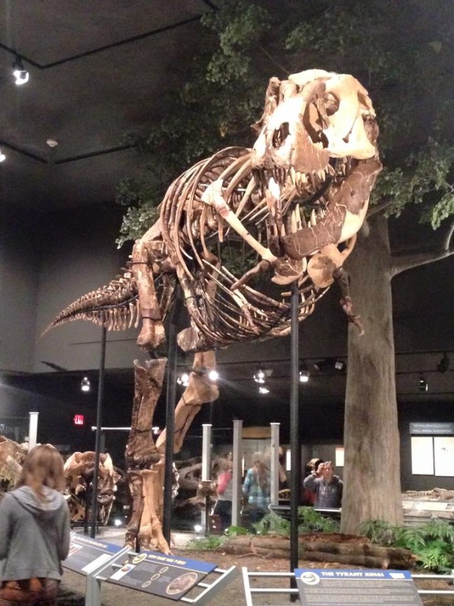 T. rex found near Fort Peck. MT goes on public display
