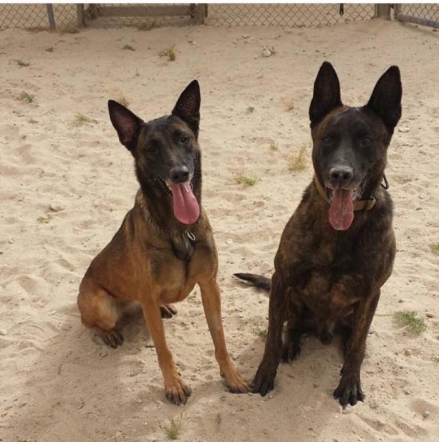 All Military Working Dogs go to Heaven