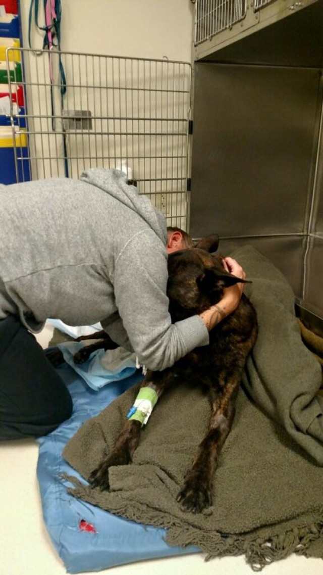 All Military Working Dogs go to Heaven