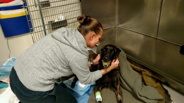 All Military Working Dogs go to Heaven