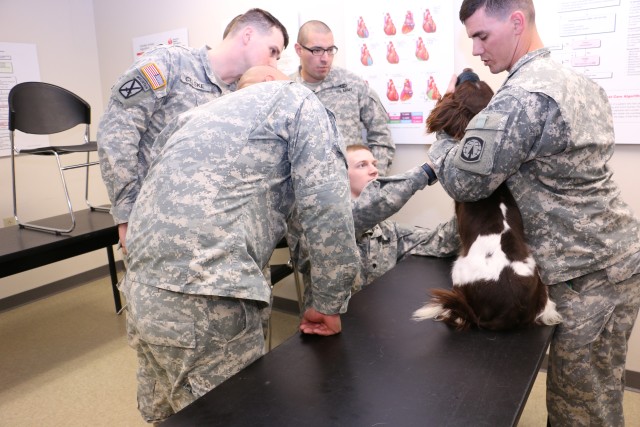 an Introduction to Canine Tactical Combat Casualty Care