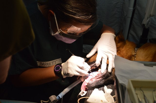 Vets conduct 1st field hospital, lab exercises