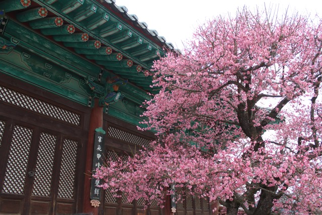 "Jajang Mae" blossom tree